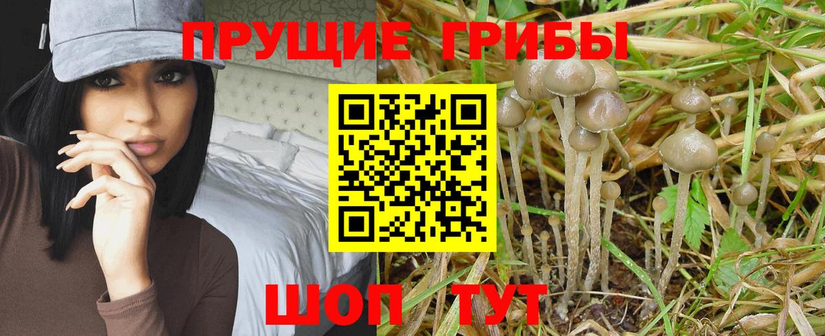 Псилоцибиновые грибы мицелий  Вход с VPN  Пятигорск 